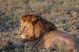 TANZANIA - Serengeti National Park - Leoni Lions - 66